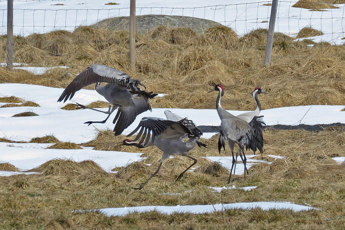 Traner danser på et stølsjorde delvis dekket av snø.