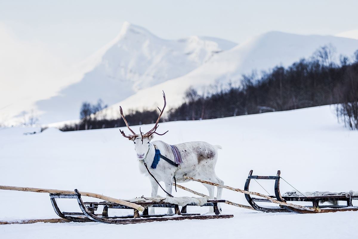 Reindeer in front of a sled in the winter landscape at Camp Tamok