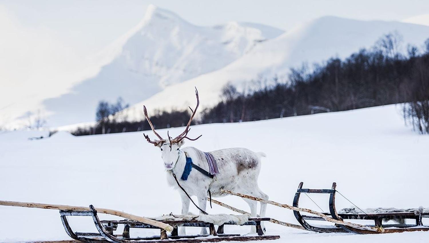 Reindeer in front of a sled in the winter landscape at Camp Tamok