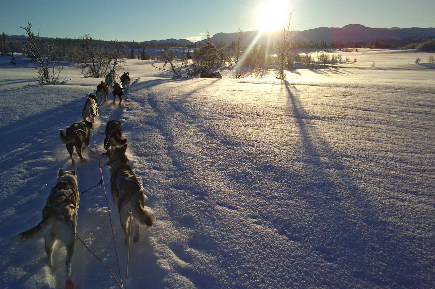 Hundespann i fjellandskap