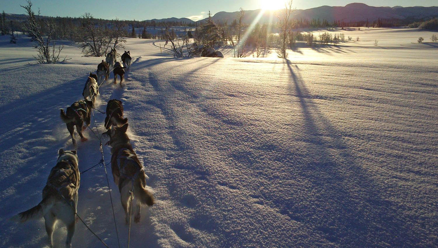 Hundespann i fjellandskap