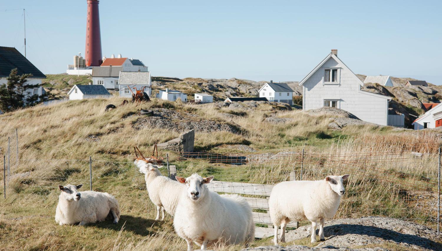 On Utvær, you might encounter this crew
