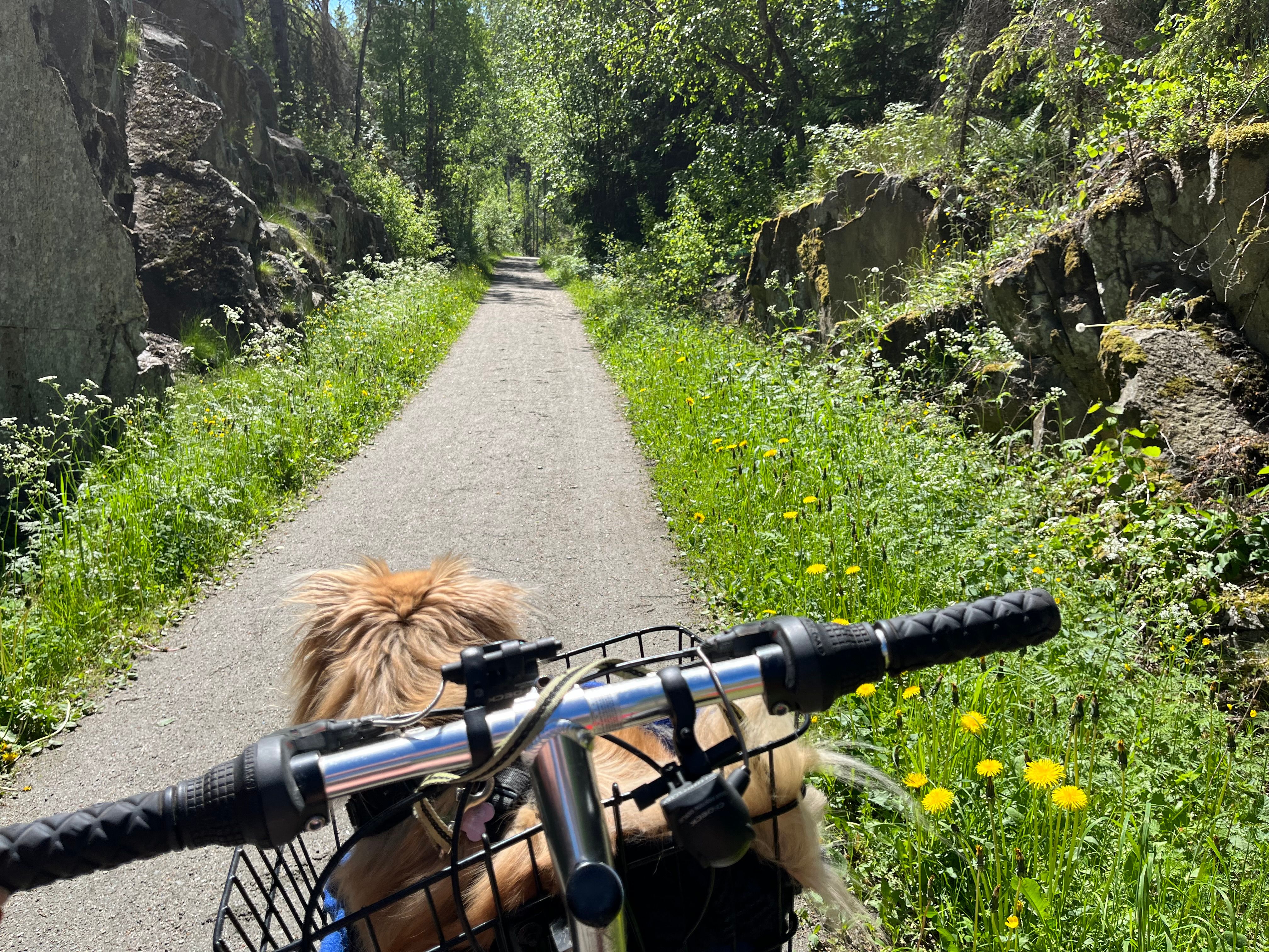 sykkeltur