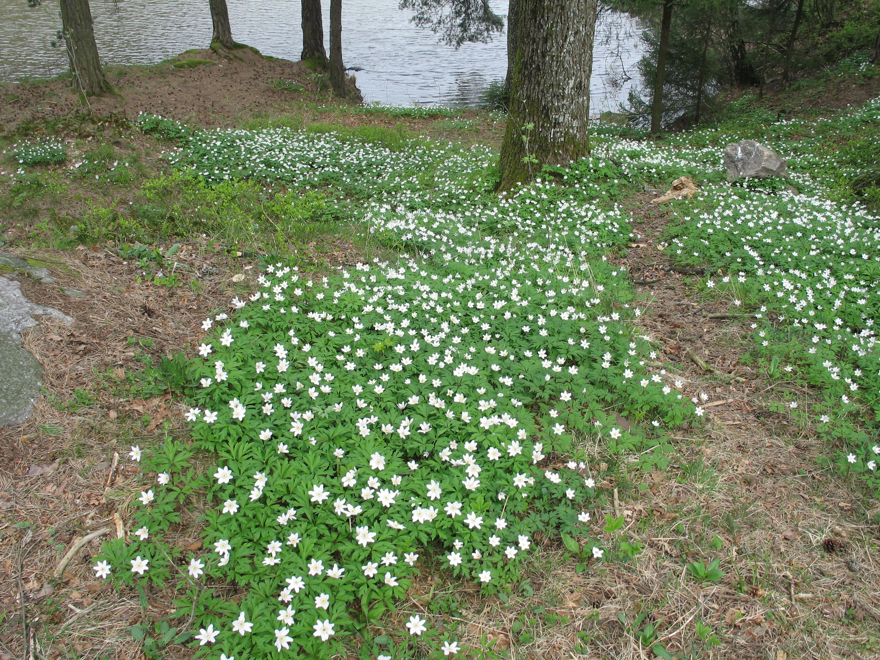 Hvitveis ved Vansjø