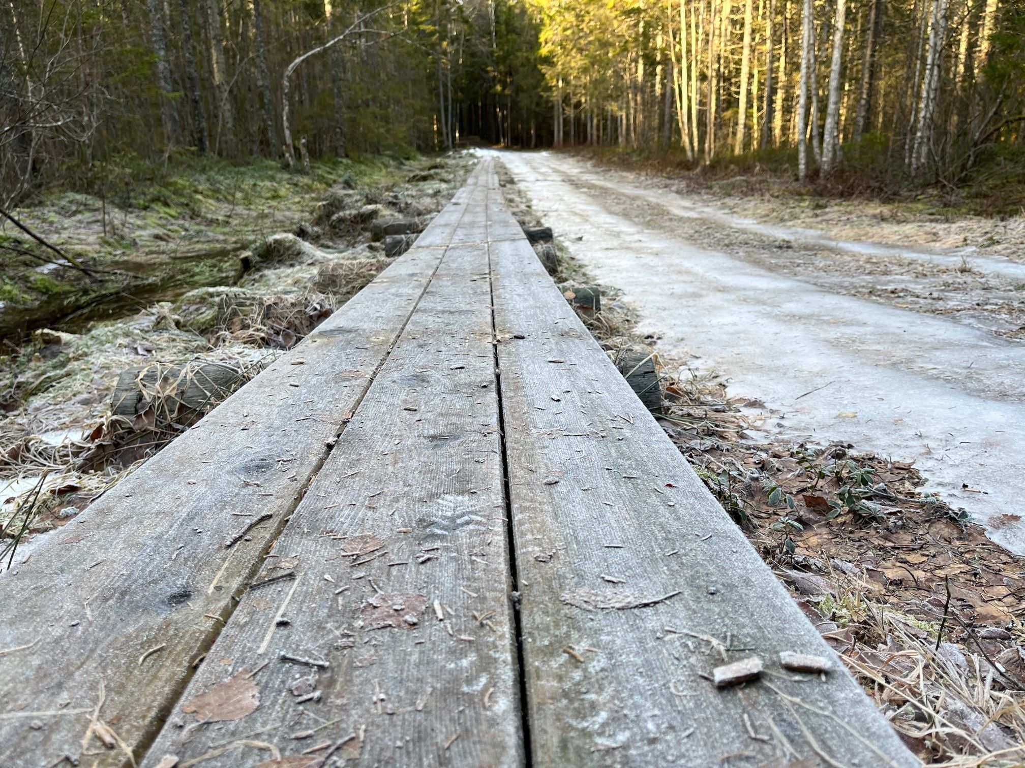 Det er mange klopper - planker vi kan gå på, som er lagt ut i de våteste områdene.
