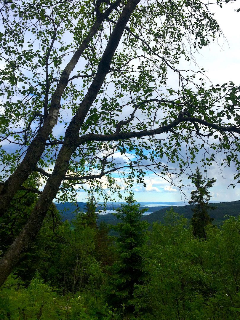 views of the treetops, water and mountains