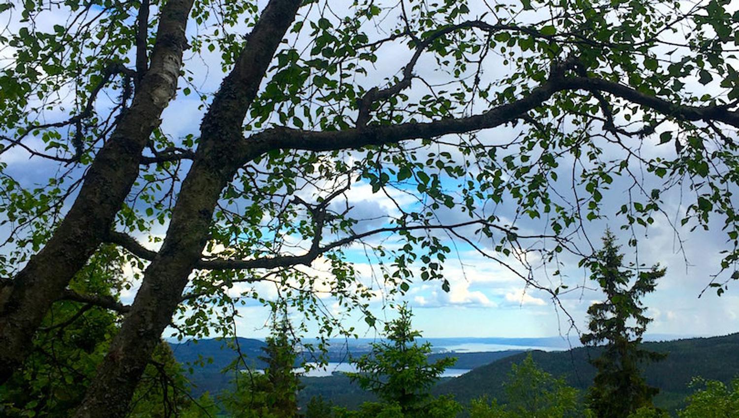 views of the treetops, water and mountains