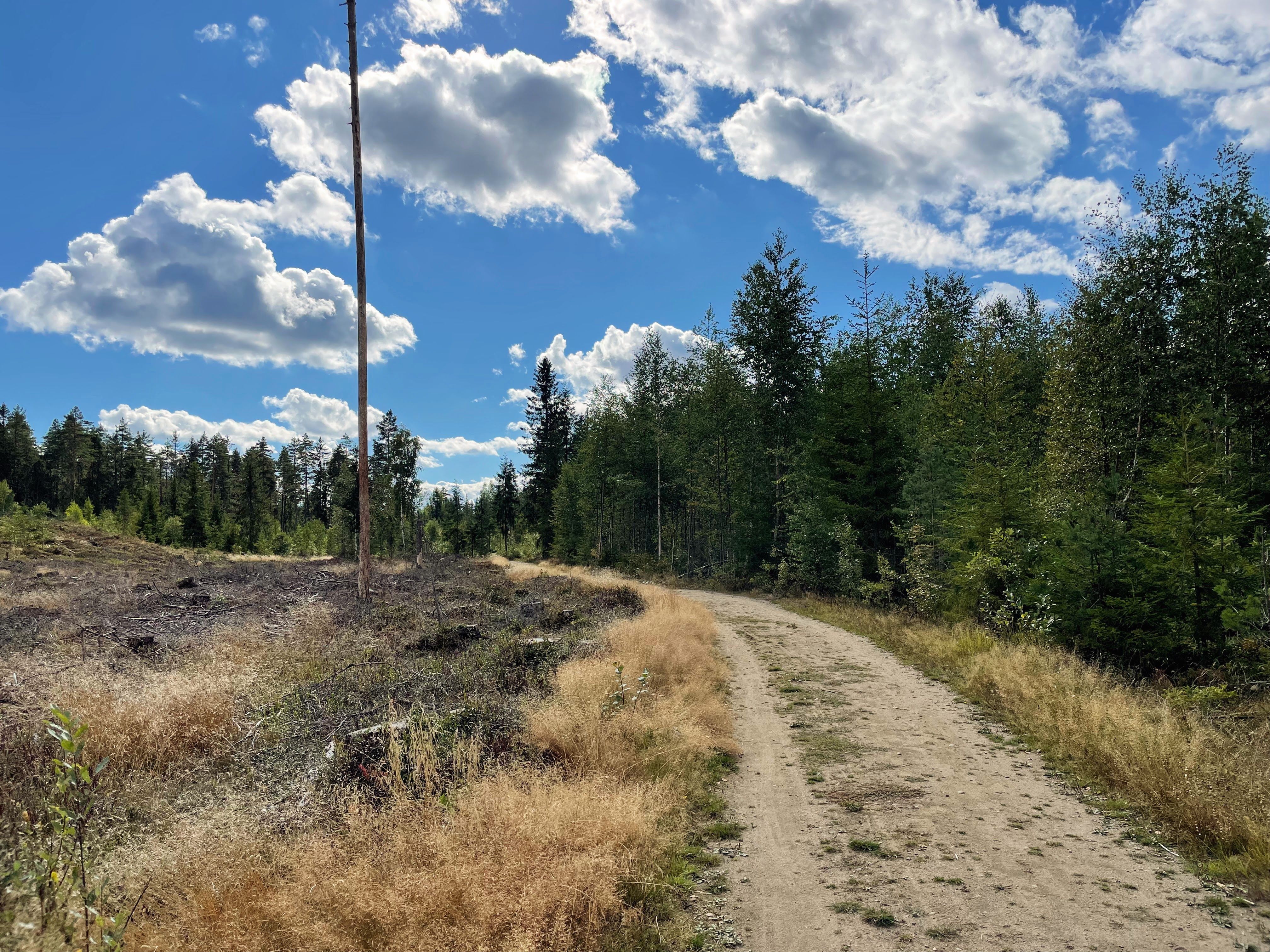 Pa° fine turveier i skogen