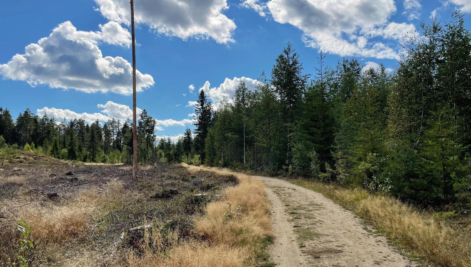 Pa° fine turveier i skogen