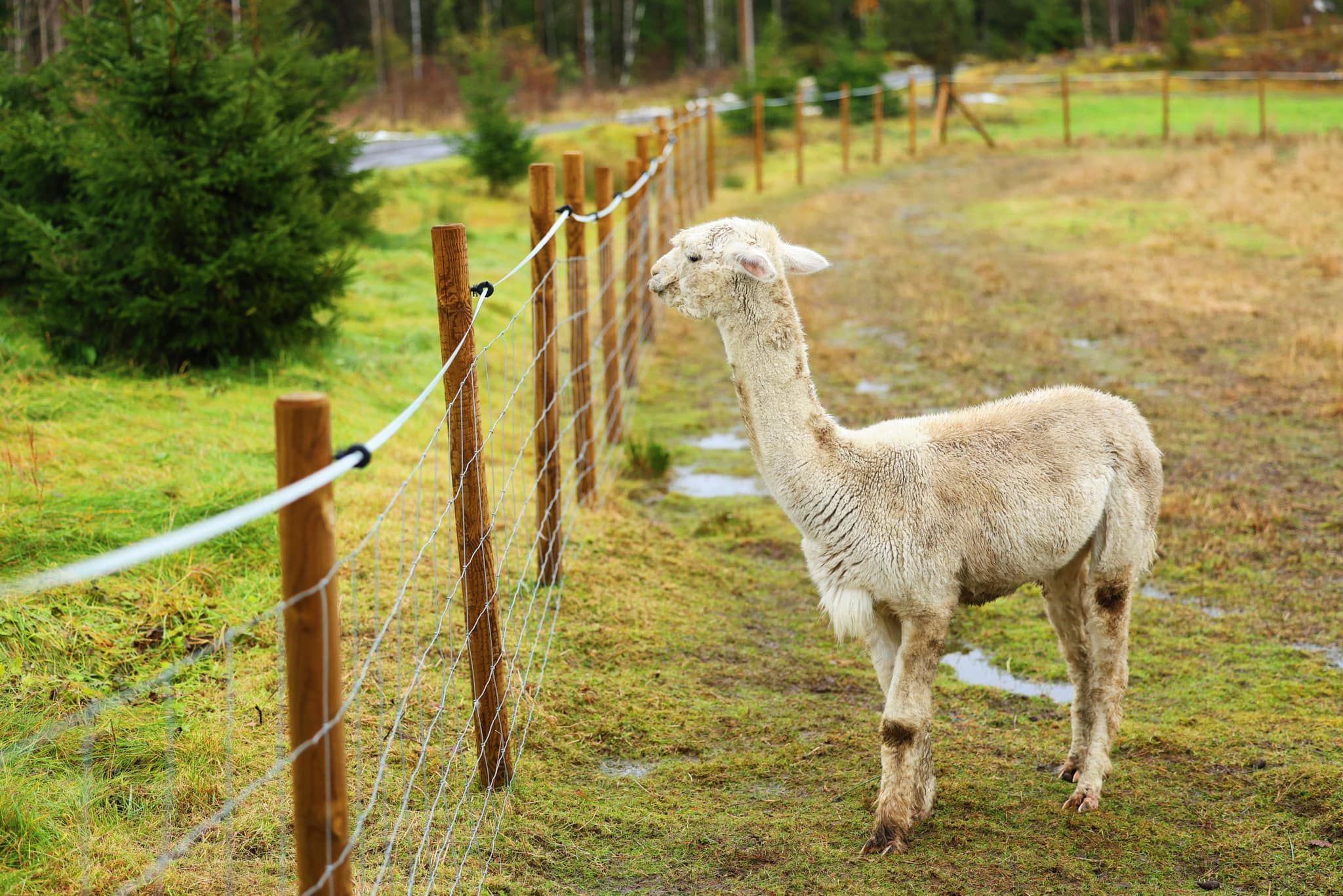 alpaca