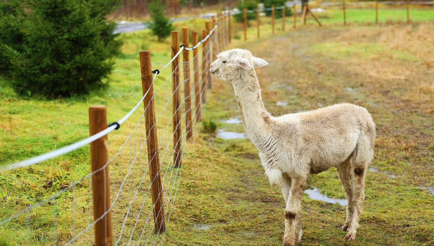 alpaca