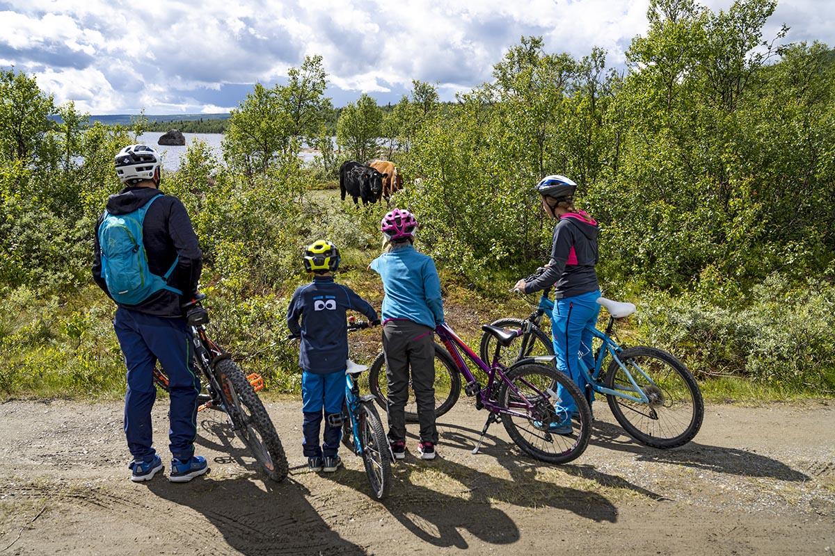 A family of four on bicycles watches a grazing cow.