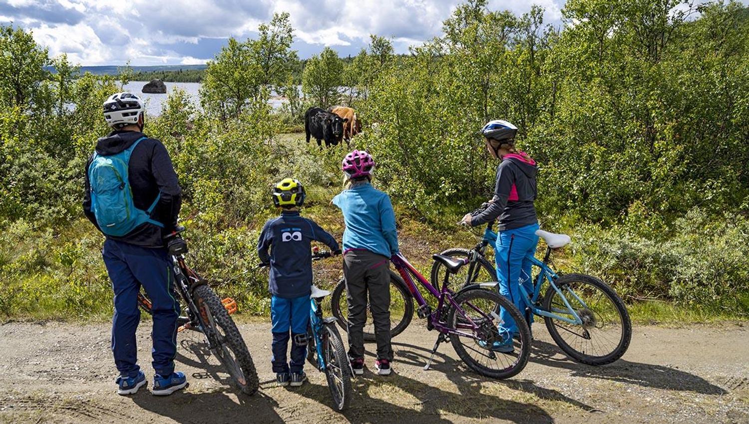 A family of four on bicycles watches a grazing cow.