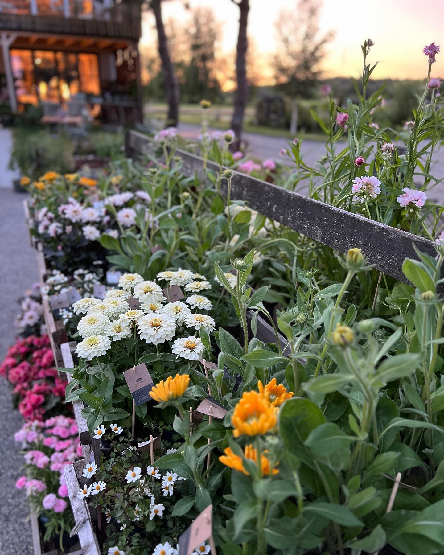 Flowers