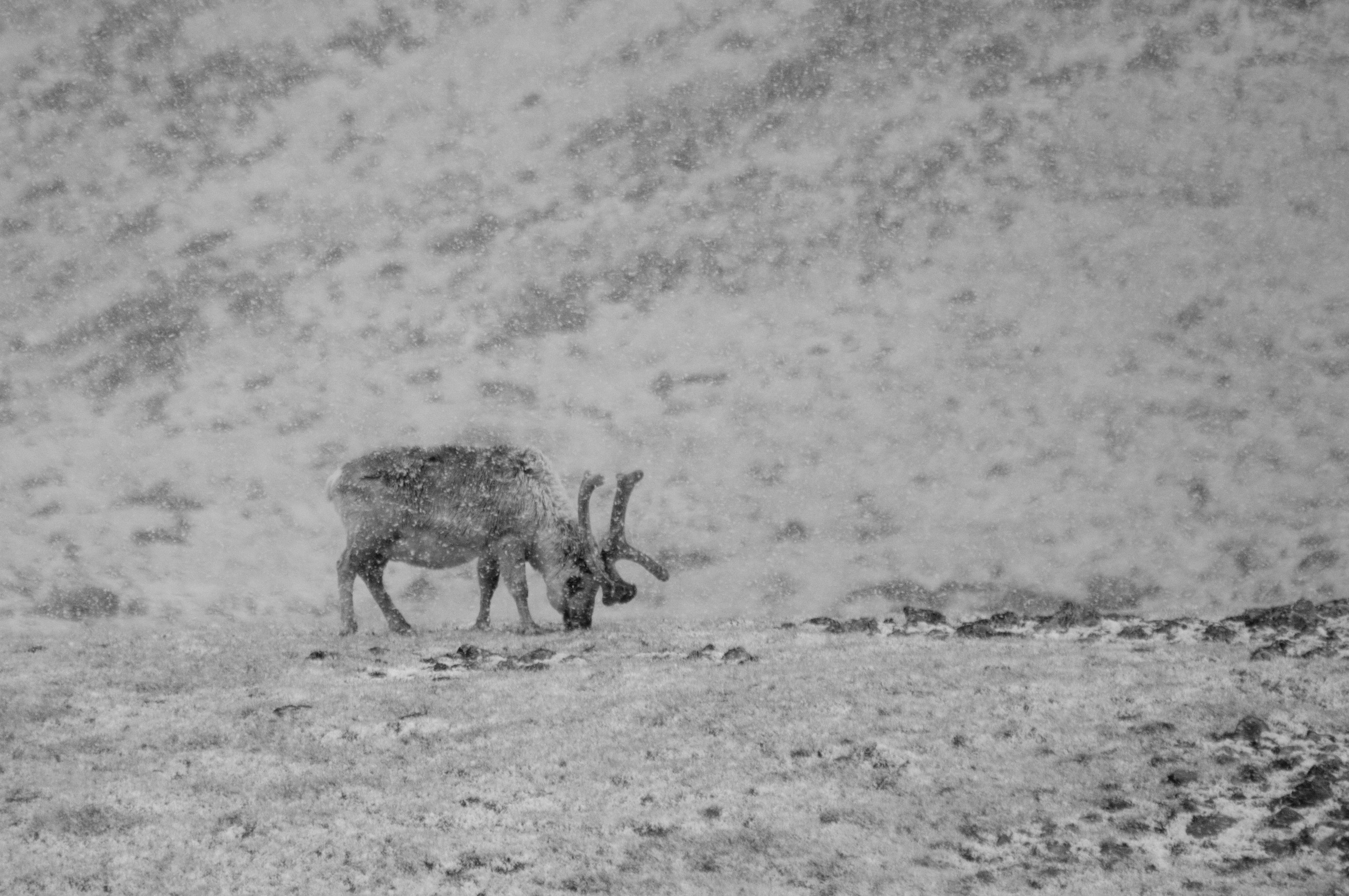Svalbard reindeer looking for food in the snowcovered landscape