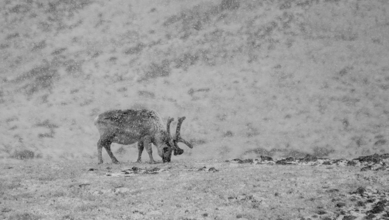 Svalbard reindeer looking for food in the snowcovered landscape