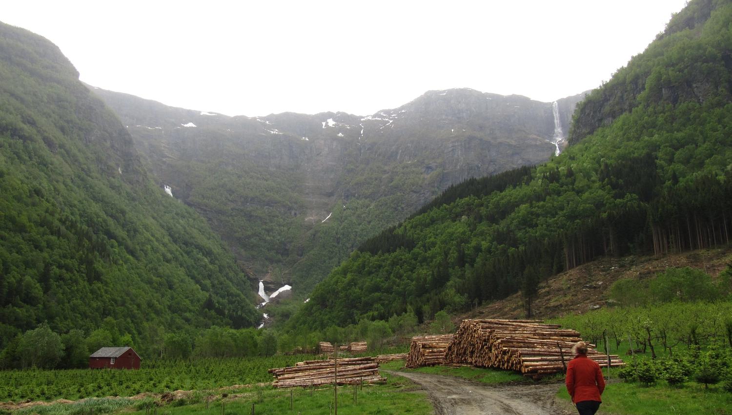 Timber stacks and green hills along the trail towards the waterfall in Elvedalen, Lofthus.