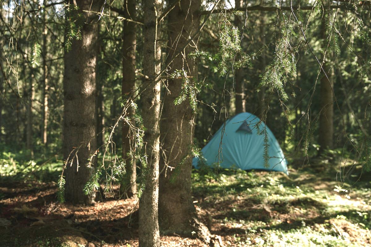 Grønt telt plassert i skogen mellom høye trær, med sollys som slipper gjennom grenene.