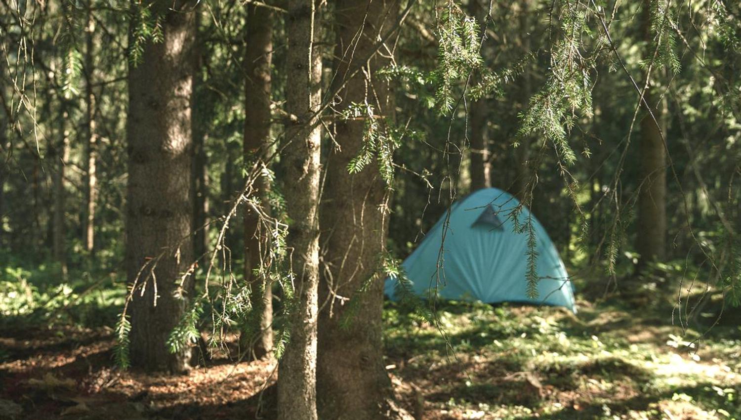 Grønt telt plassert i skogen mellom høye trær, med sollys som slipper gjennom grenene.