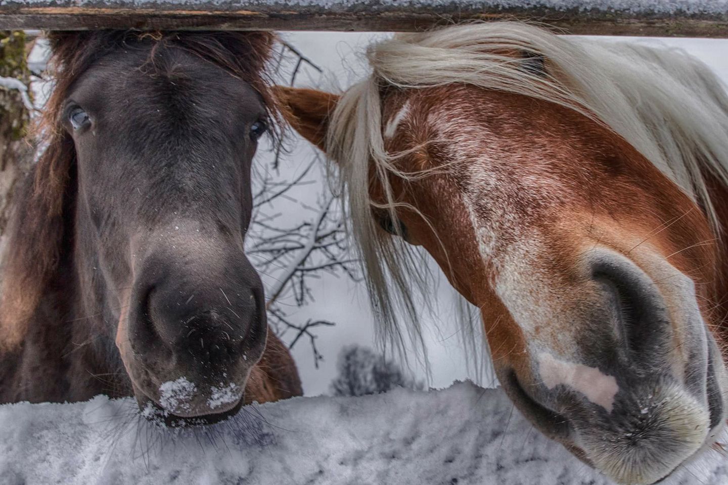 Two horses