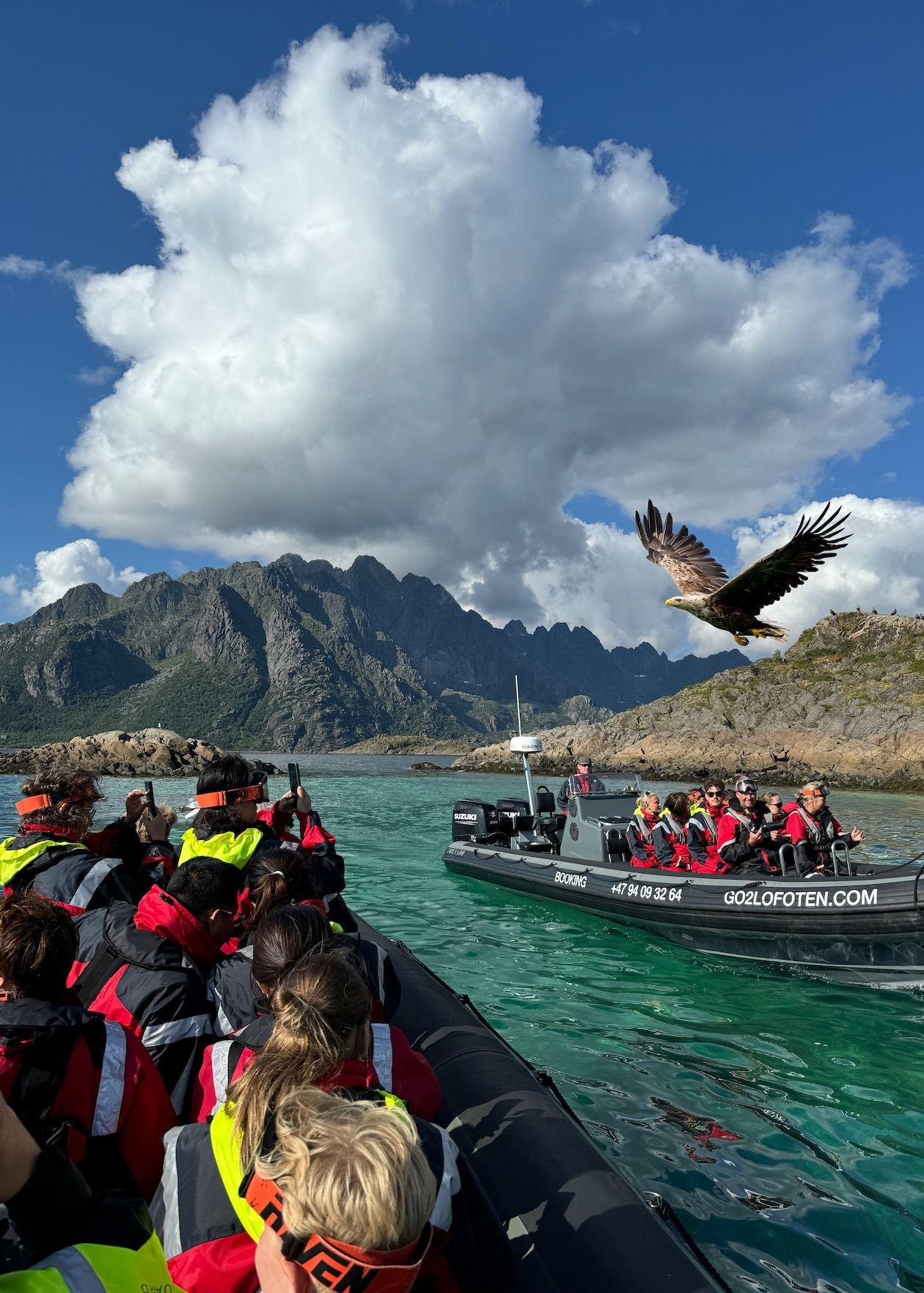 Trollfjorden Havørn Safari - Go2Lofoten