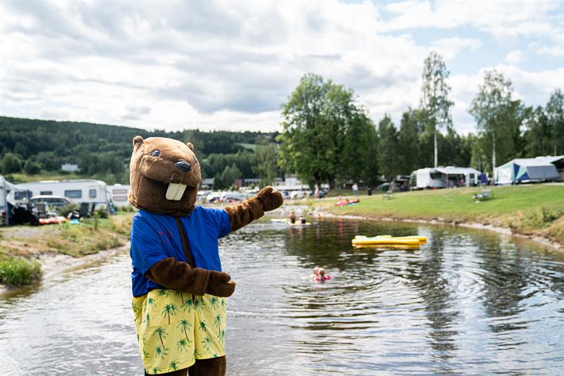 bever fra Beverøya Camping