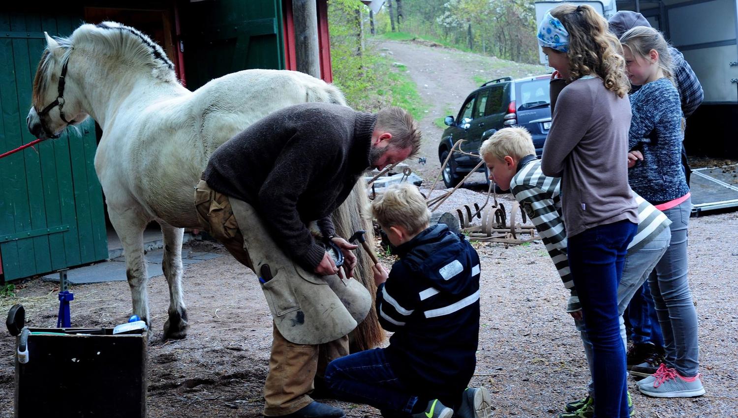 Hest får nye sko