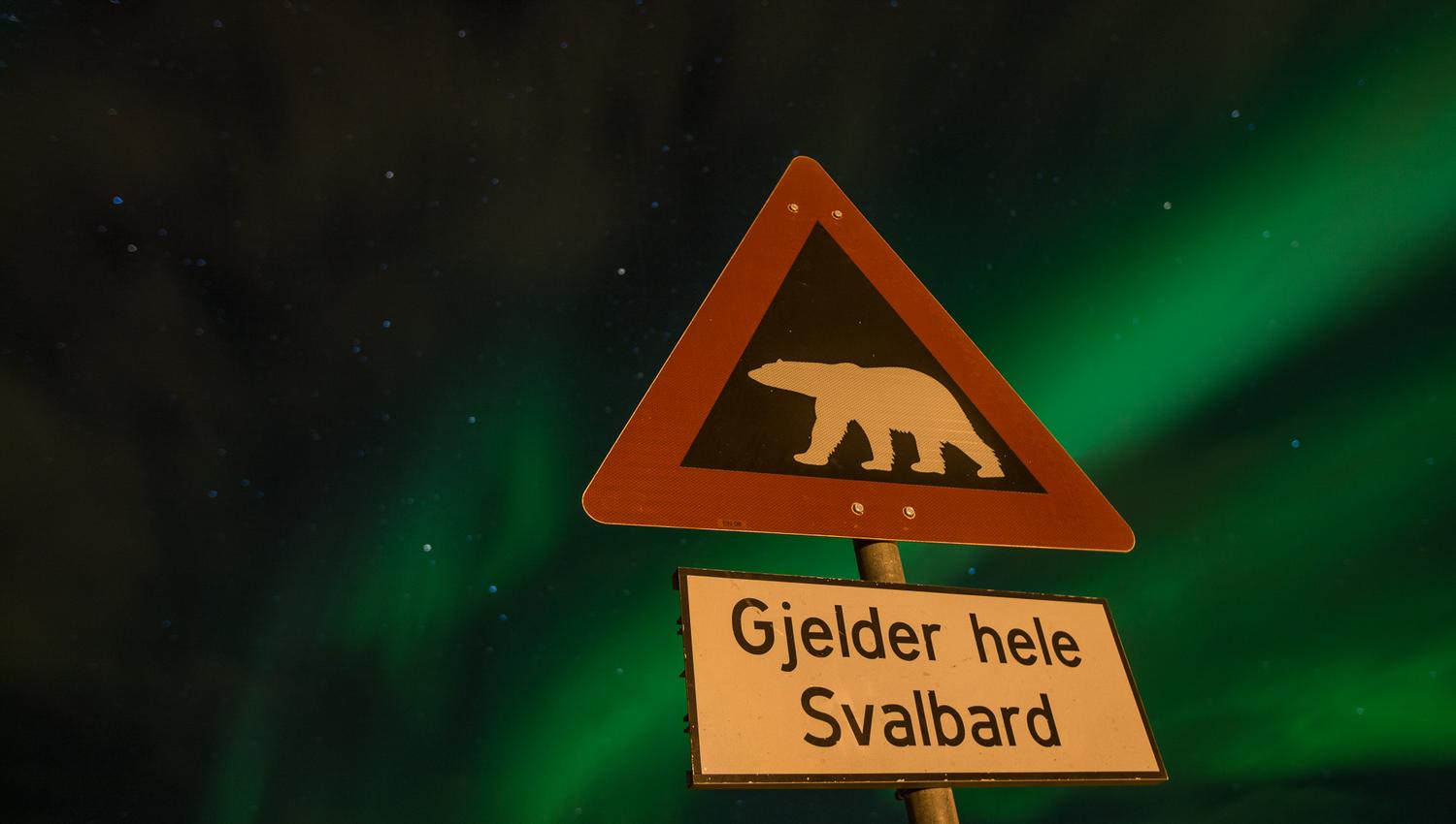 A polar bear warning sign in the foreground with northern lights in the skies in the background