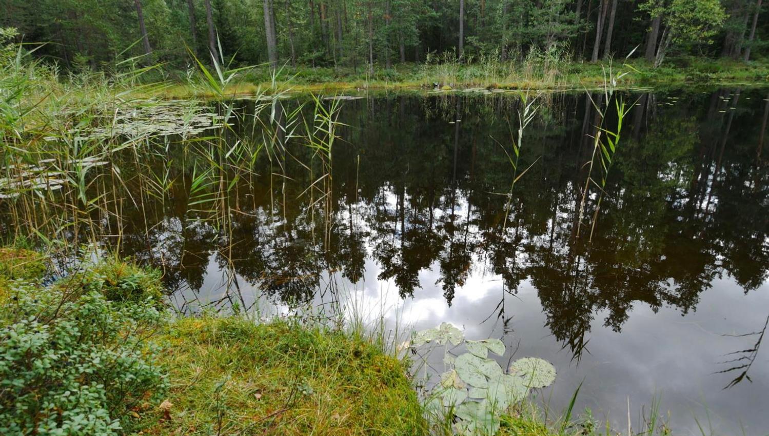 Salamanderparken