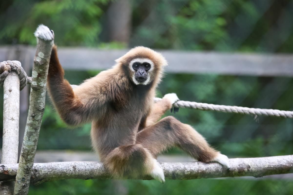 En gibbon sitter på en trestokk og holder seg i et tau, omgitt av grønt løvverk.