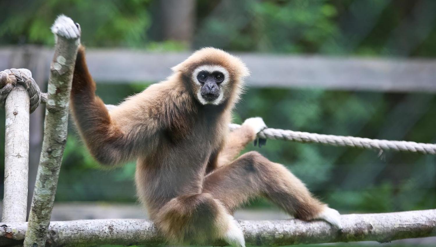 En gibbon sitter på en trestokk og holder seg i et tau, omgitt av grønt løvverk.