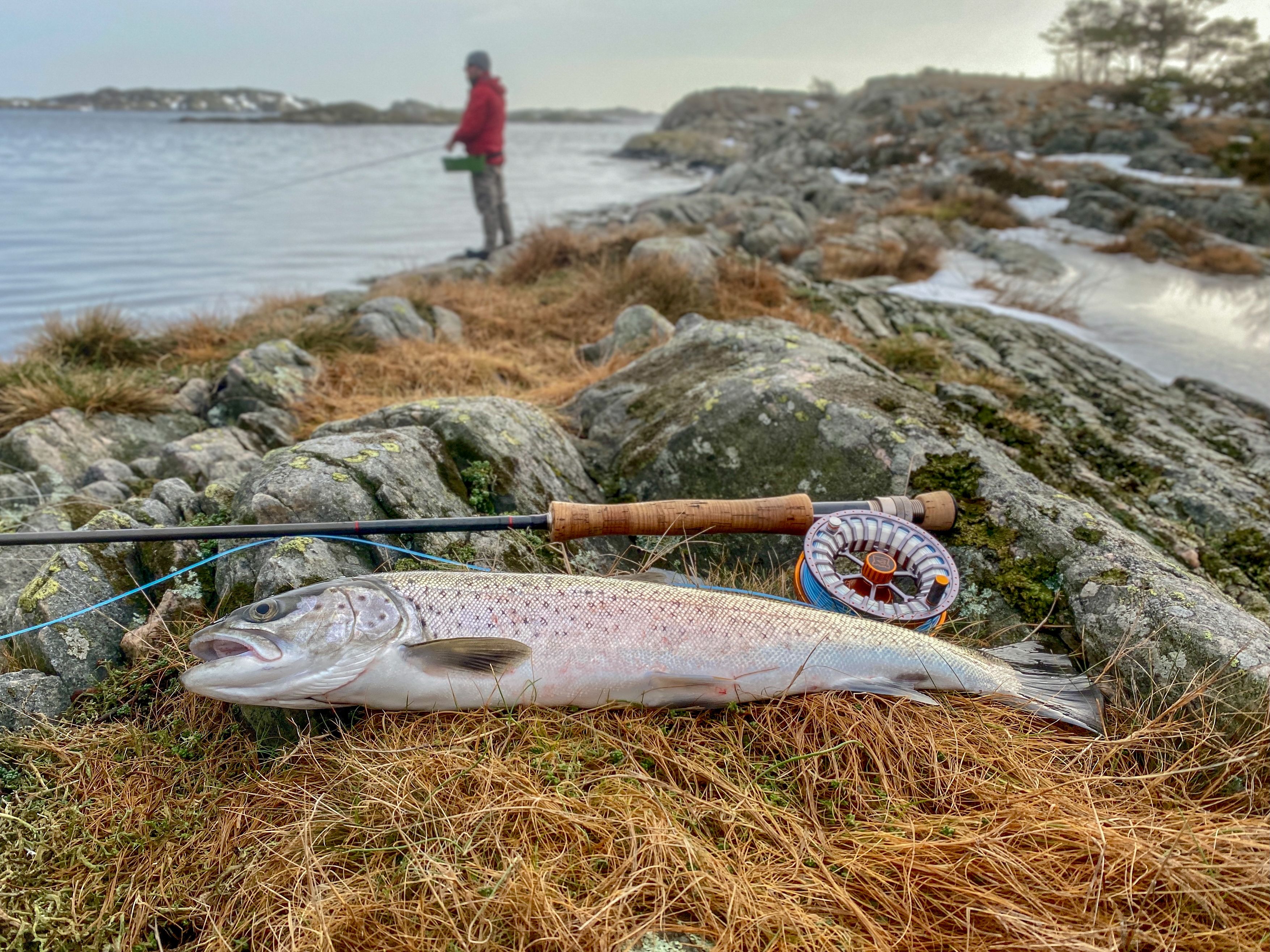 Sjøørretfiske på Flekkerøy