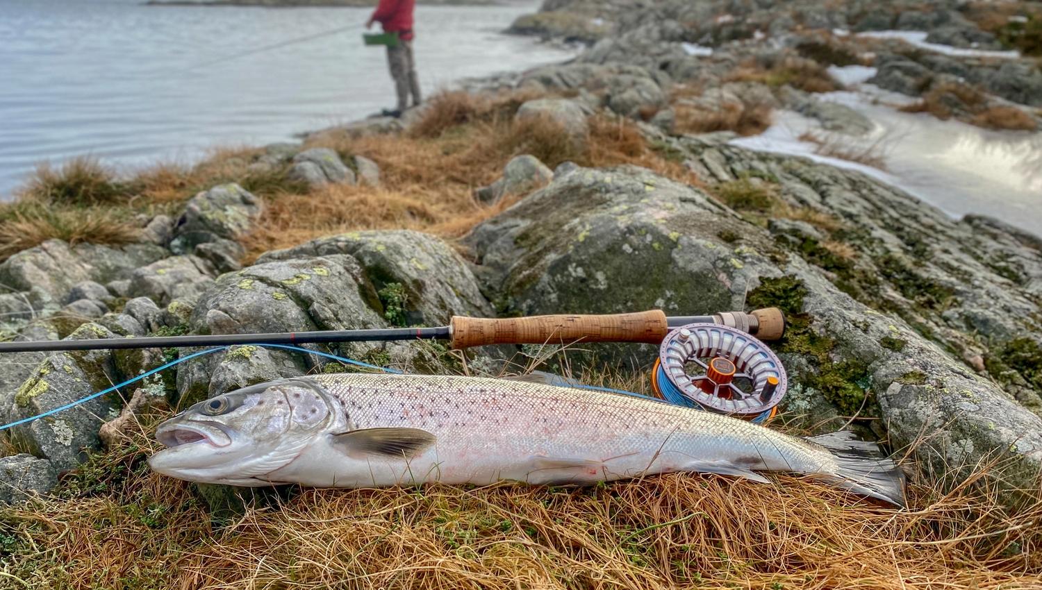 Sjøørretfiske på Flekkerøy