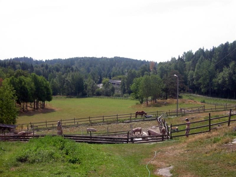 pigs allowed to roam freely outside