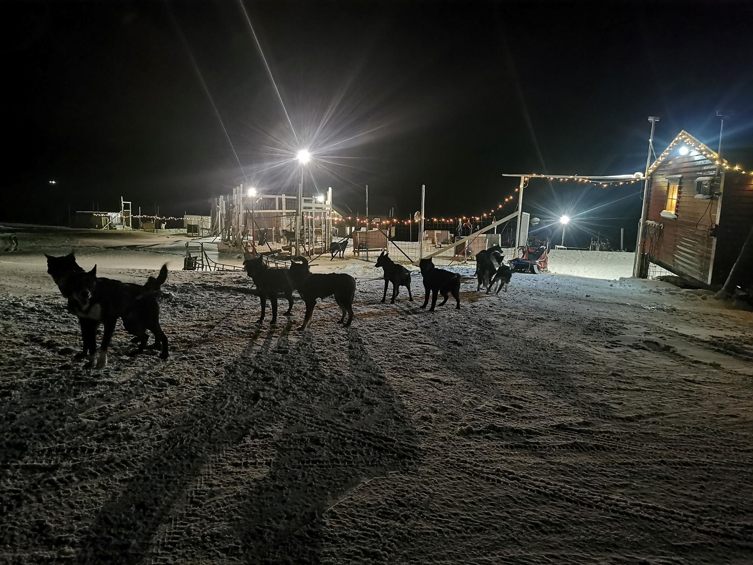 Hundekjøring i polarnatten - Arctic Husky Travellers