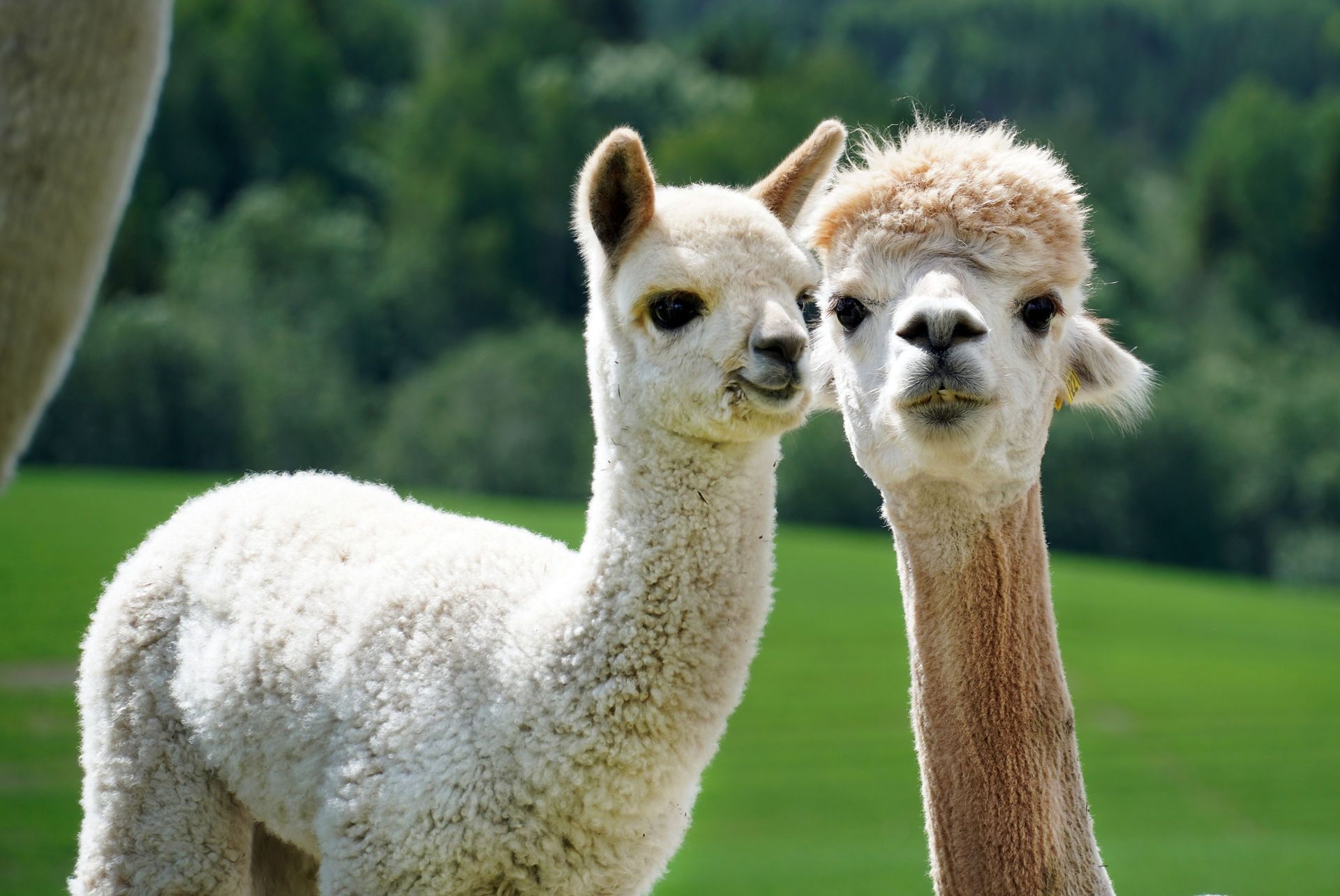Alpaca baby and mom