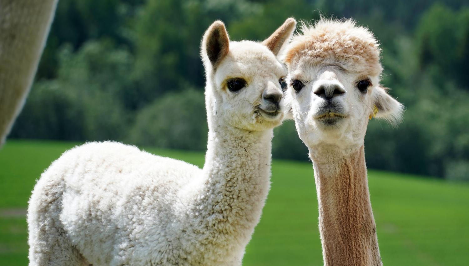 Alpaca baby and mom