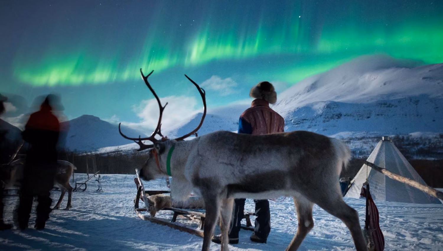 Reindeer and people watching the Northern Lights