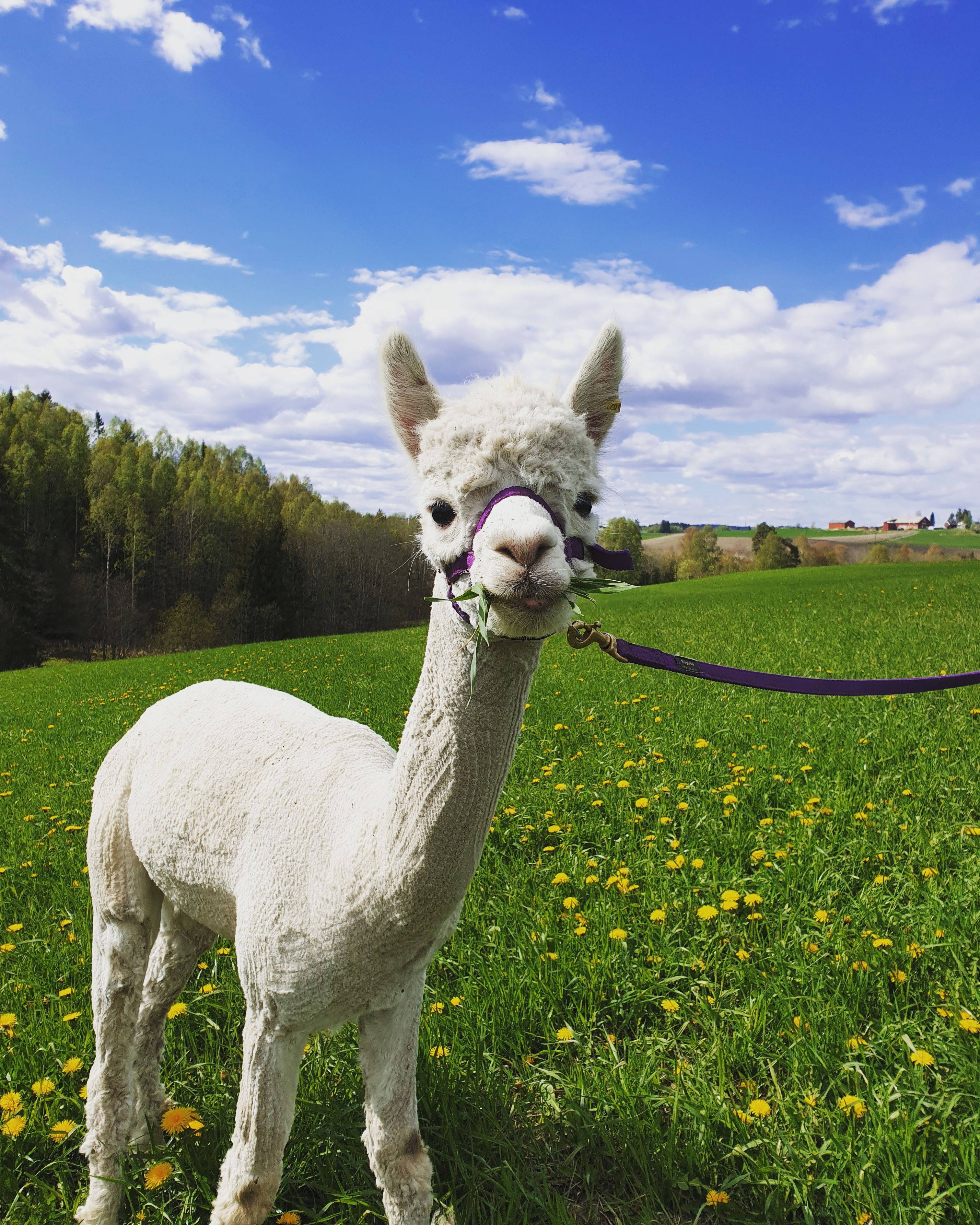 white alpaca with green gras 