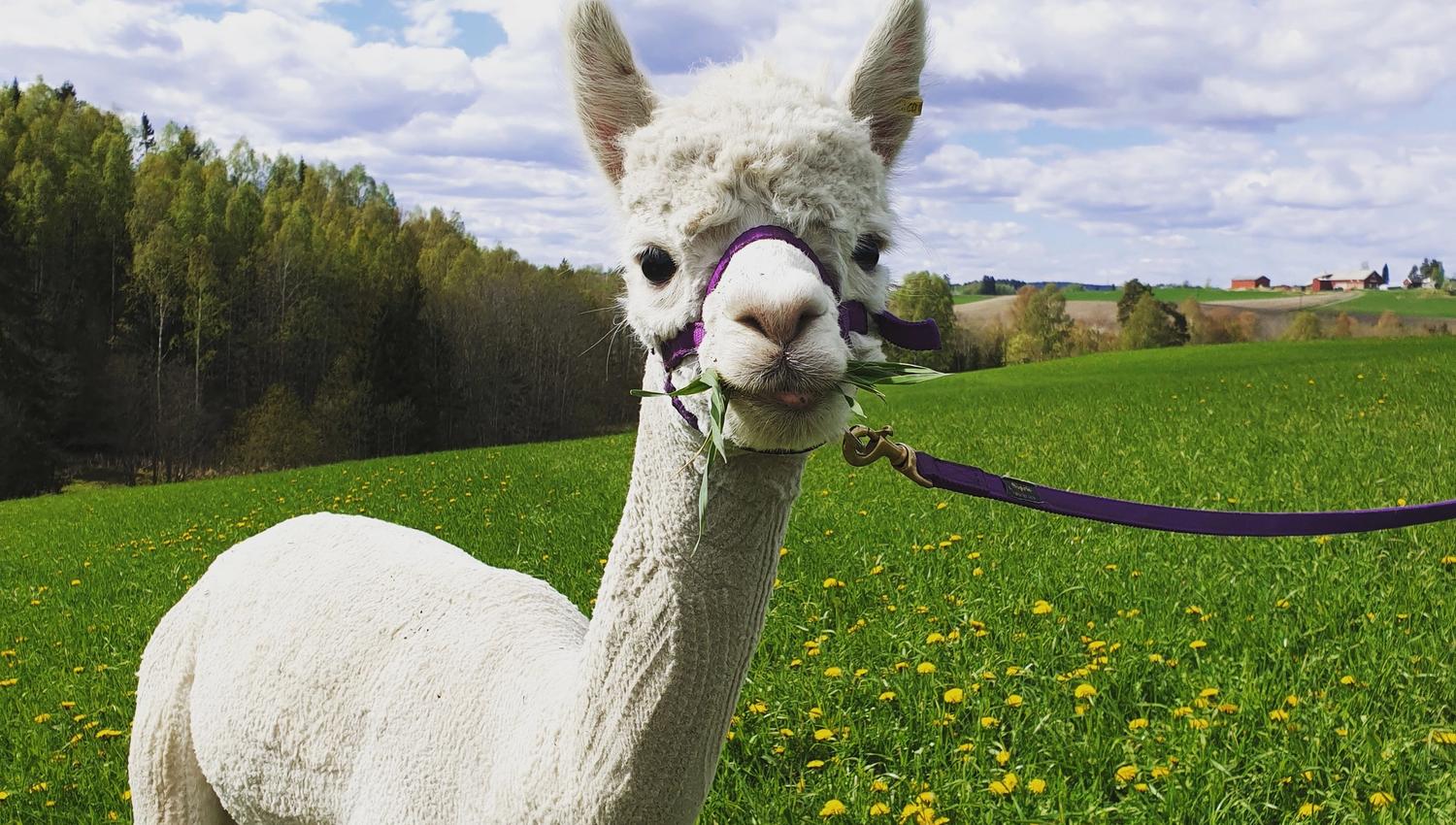 white alpaca with green gras
