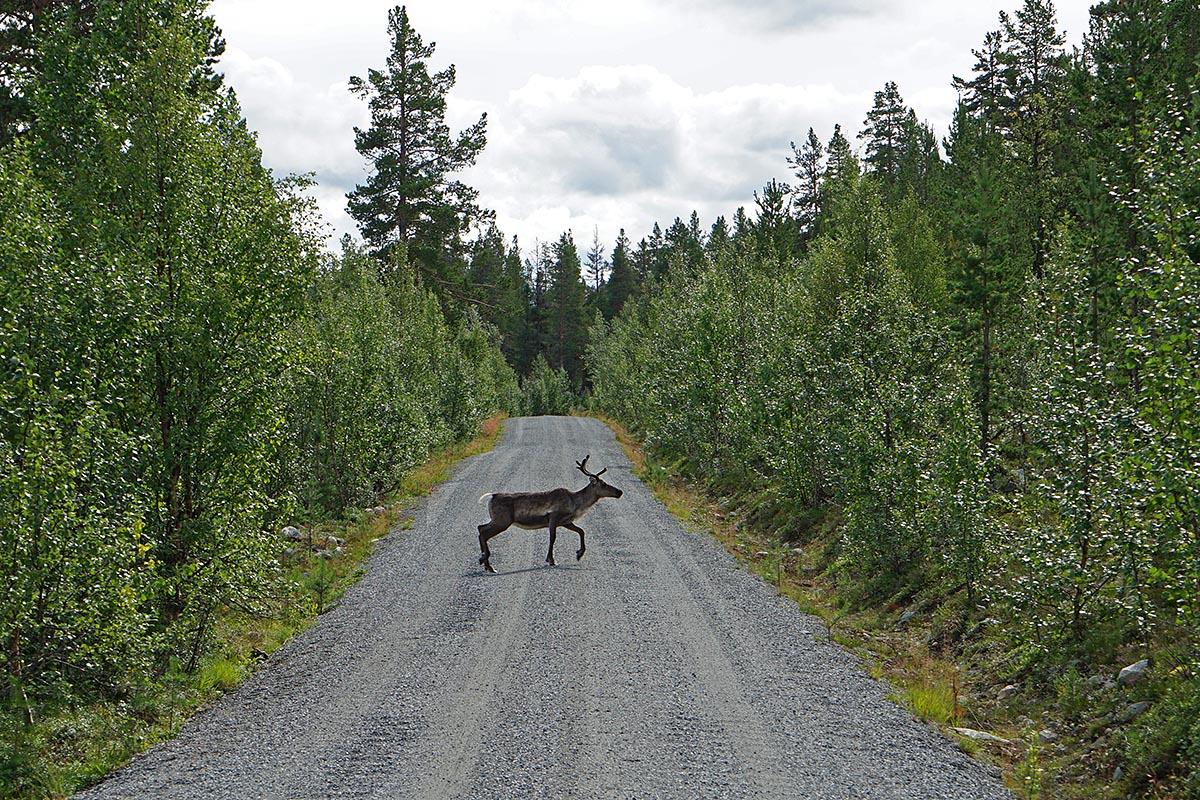 Rendeer crossing the road in the Valley Murudalen.