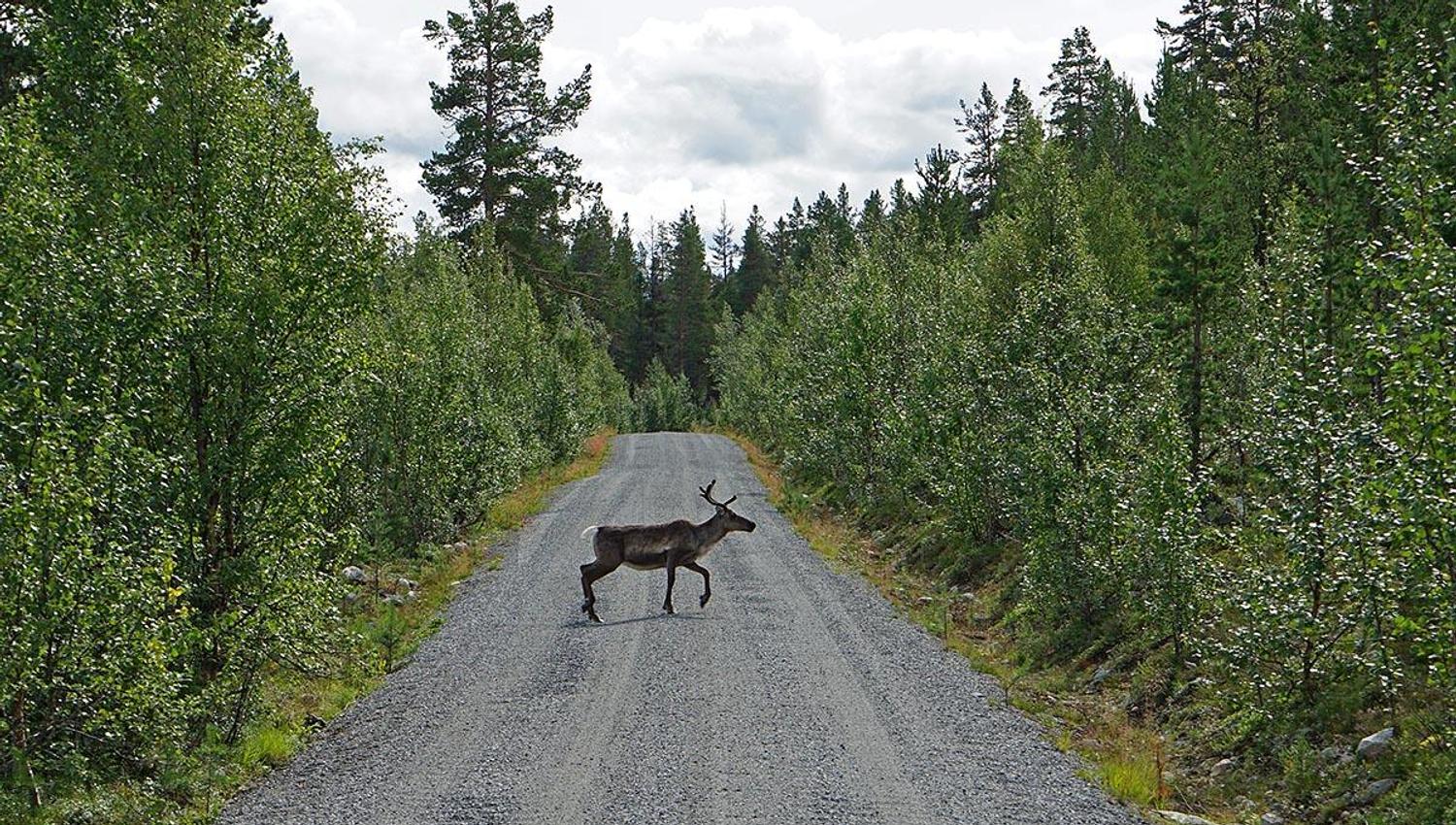 Rendeer crossing the road in the Valley Murudalen.