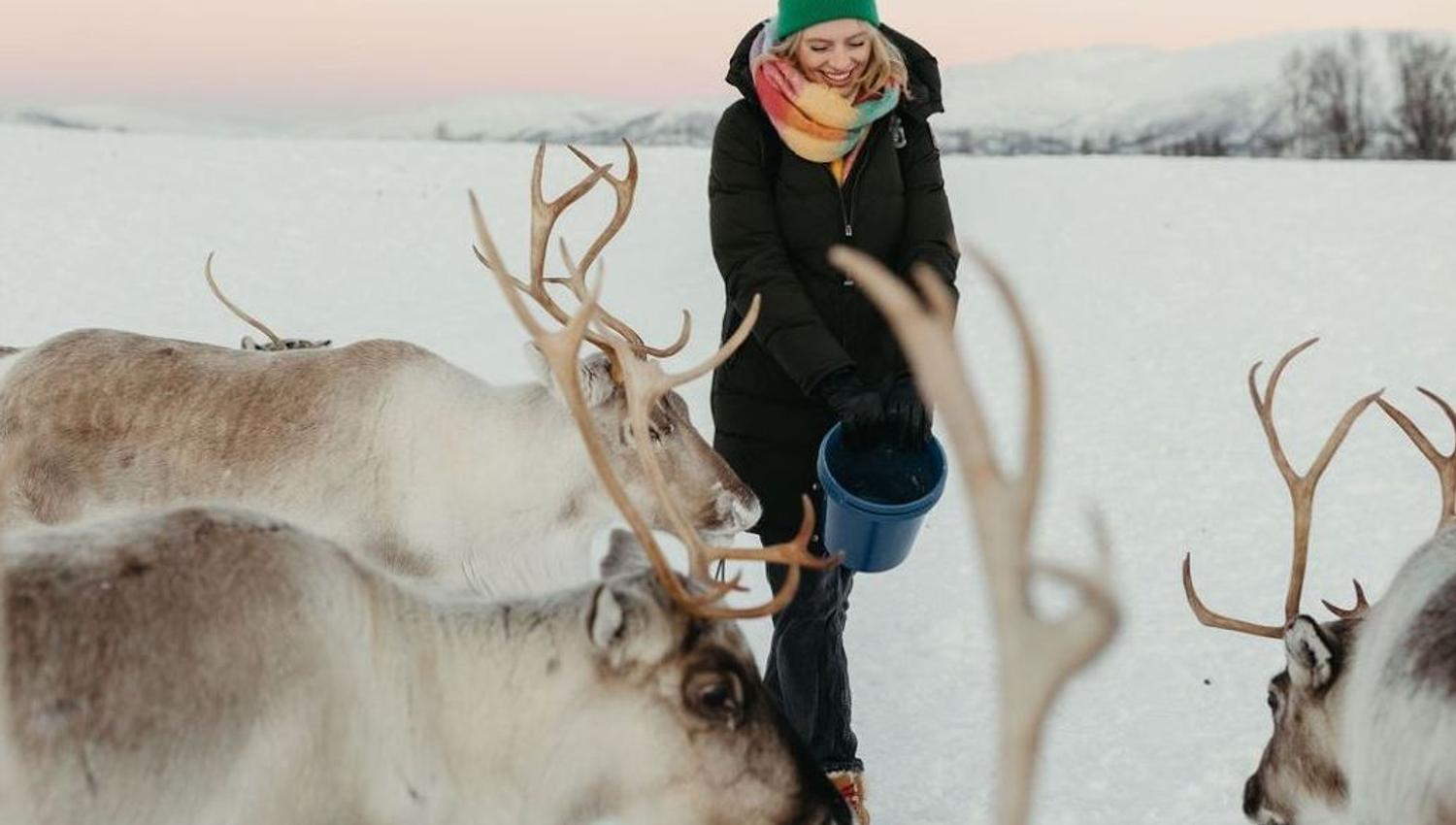 Feeding reindeers