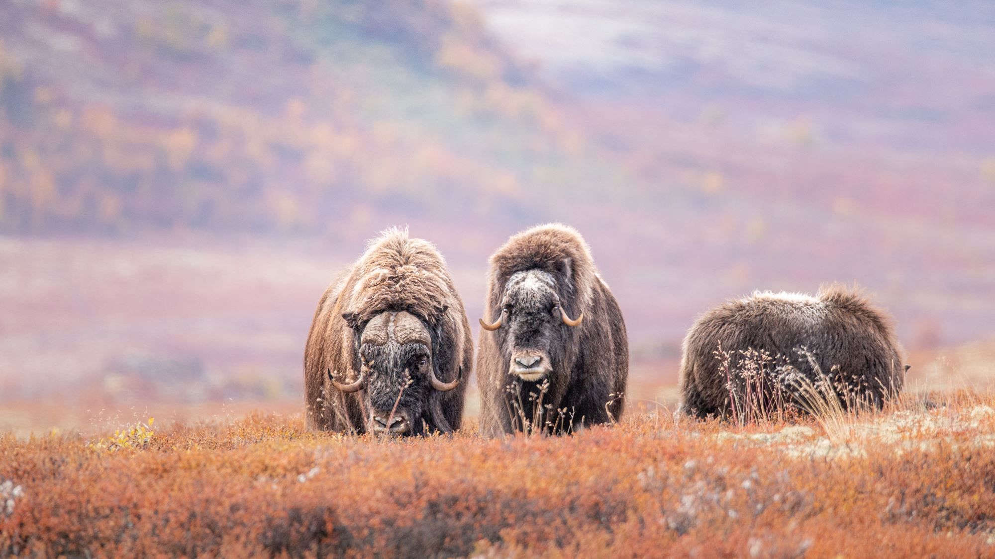 Photo Safari / Personal Tour