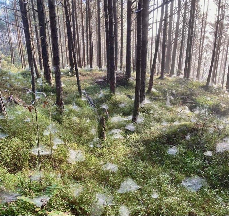 Spiderweb at the forest floor