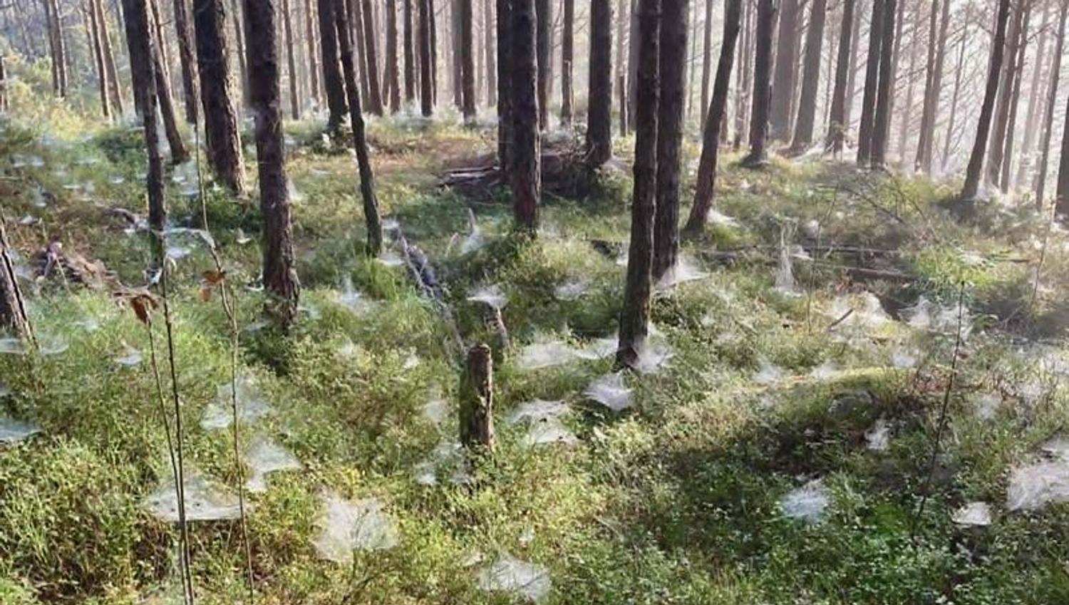 Spiderweb at the forest floor