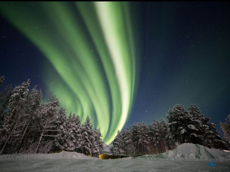 Northern Lights over a forest