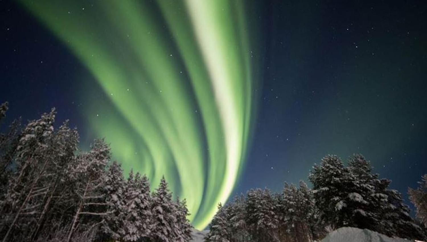 Northern Lights over a forest