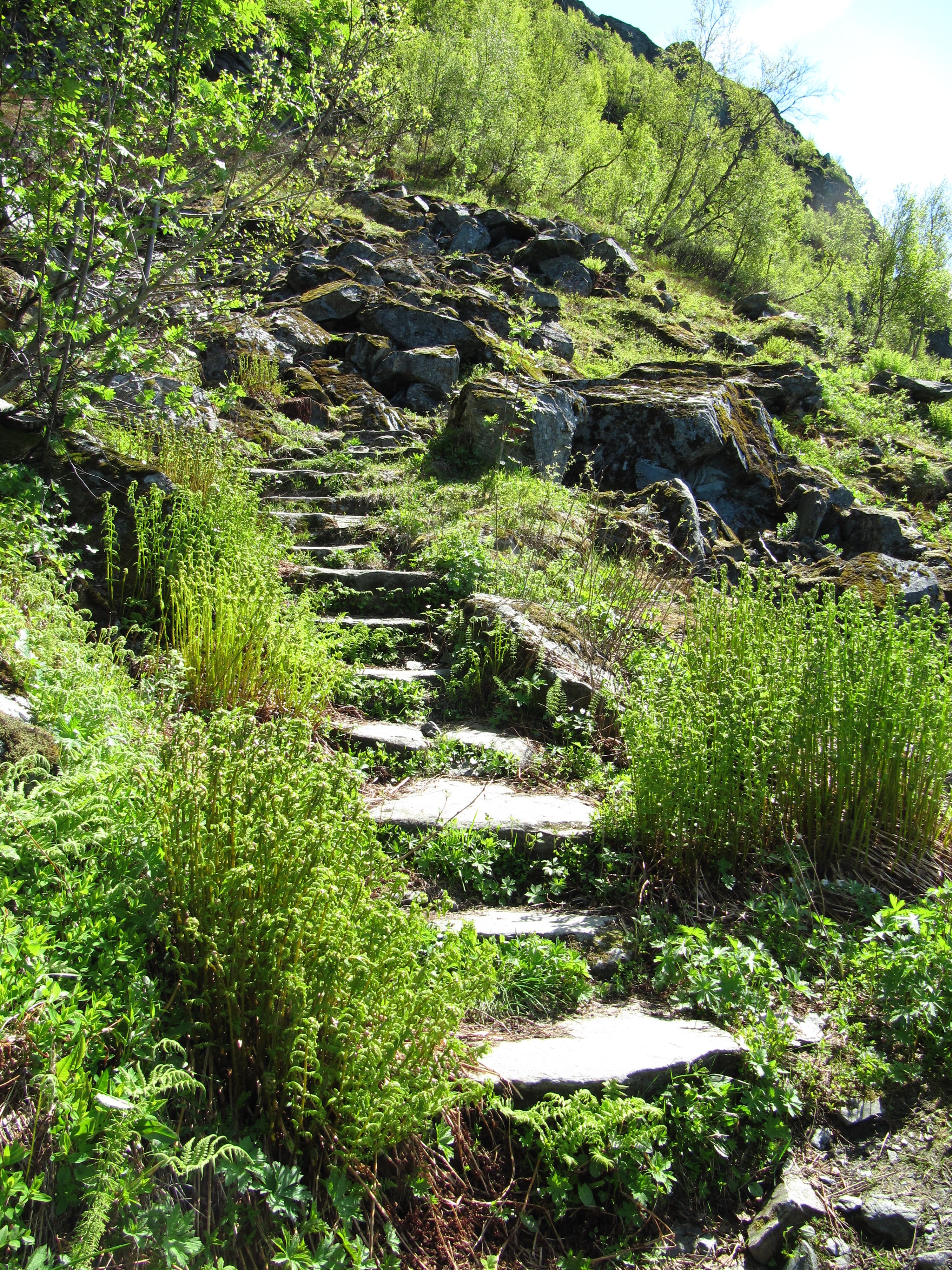 The Monk’s Steps surrounded by bright green ferns and mountain plants along the trail to Nosi.