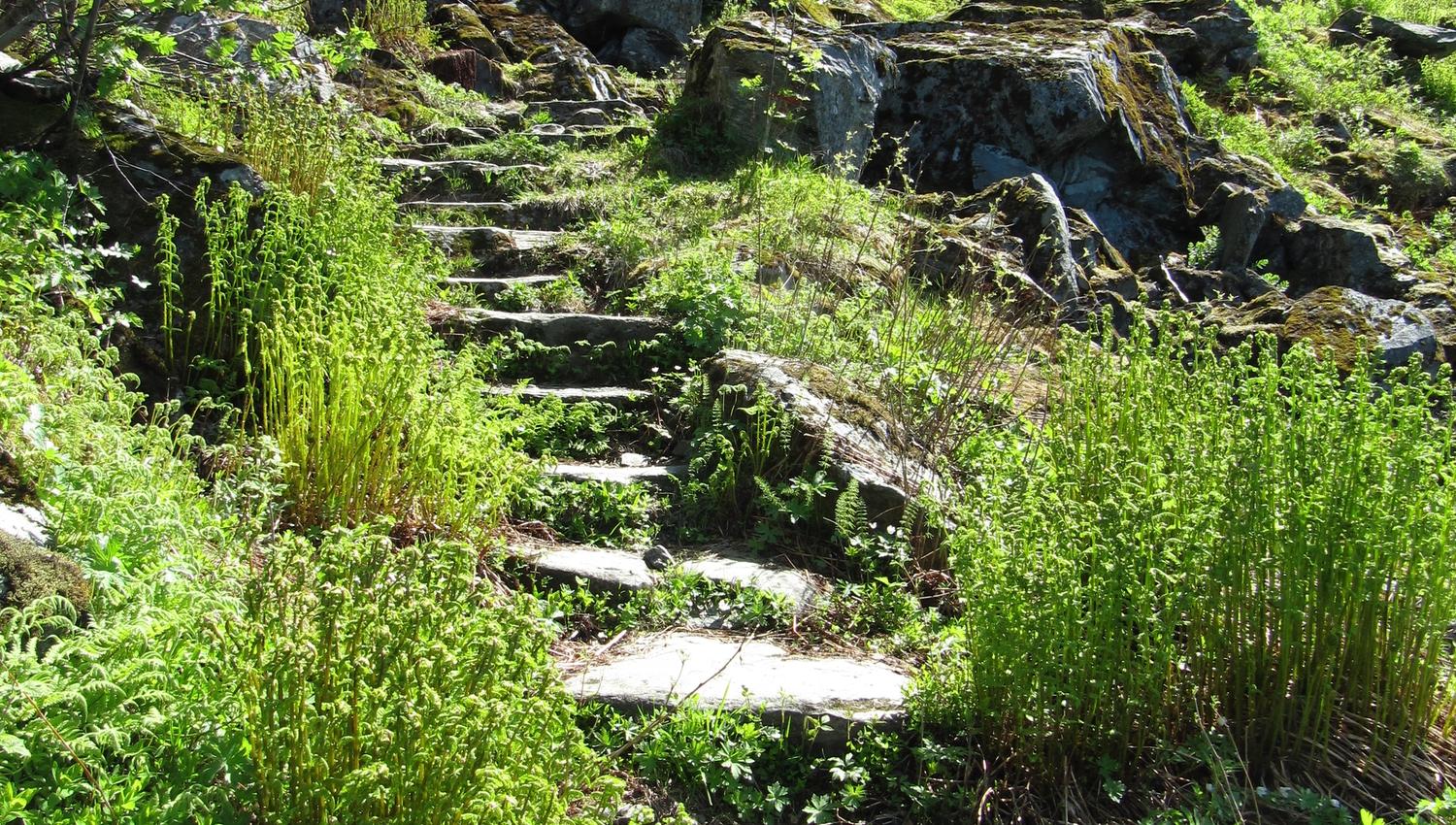 The Monk’s Steps surrounded by bright green ferns and mountain plants along the trail to Nosi.
